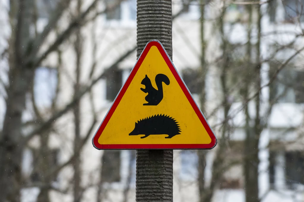 W niektórych polskich miastach pojawiają się znaki ostrzegające przed małymi ssakami, takimi jak jeże czy wiewiórki. Budowane są dla nich także specjalne przejścia