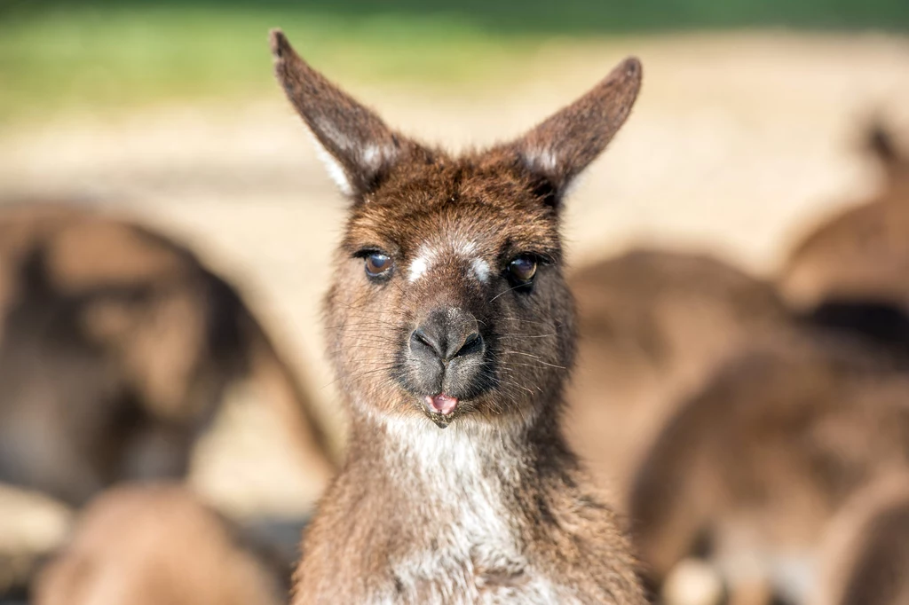 Australia debatuje nad przyszłością polowań na kangury
