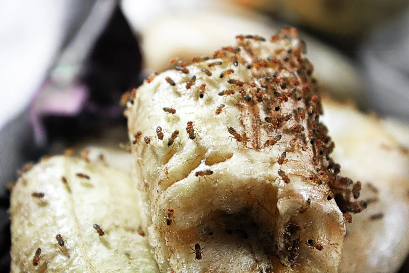 Nadpsute banany przyciągają muszki owocówki. Mogą jednak także pomóc nam się ich pozbyć