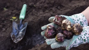 O tym pamiętaj podczas sadzenia cebulek kwiatowych. Kluczowe jest przygotowanie podłoża