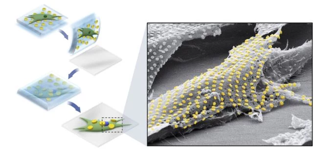 Diagram ilustrujący proces łączenia złotych tatuaży z żywymi komórkami