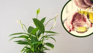 Skrzydłokwiat przestał kwitnąć? Wlej to do doniczki, a zobaczysz różnicę