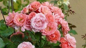 W ten sposób zabezpieczysz róże przed zimą. Koniecznie zrób to w listopadzie