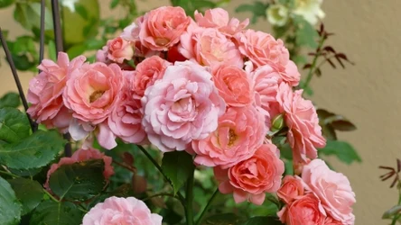 Twoje róże gubią liście? Działaj szybko, nim choroba zniszczy je całkowicie