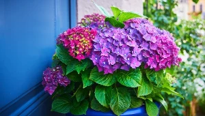 Uprawiasz hortensję w doniczce? Pamiętaj o tym, a za rok obsypie się morzem kwiatów