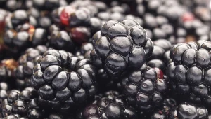 Wystarczy jedna szklanka jeżyn, by zaspokoić blisko połowę dziennego zapotrzebowania na witaminę C