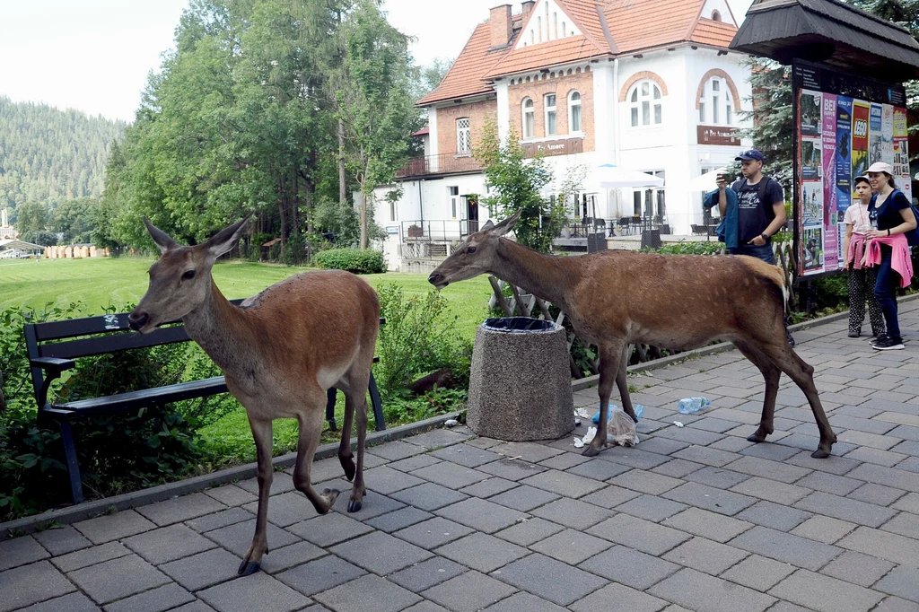 Zakopane. Sarny przy Równi Krupowej