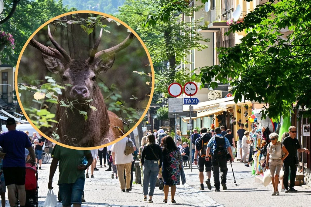 Jeleń sieje postrach wśród turystów w Zakopanem