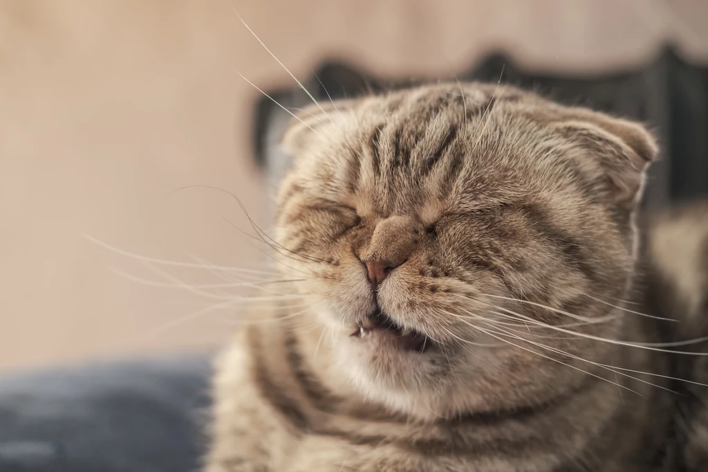 Kichanie u kota może być objawem poważnej choroby - kociego kataru