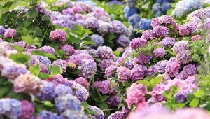 Hortensja ogrodowa nie chce kwitnąć? Ogrodnik zdradza przyczynę 