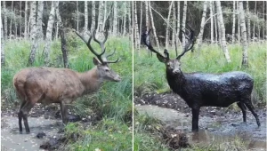Fotopułapka zaobserwowała błotne kąpiele zwierząt