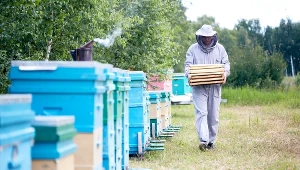 Firmy nie przyjmują od pszczelarzy miodu. Wiemy dlaczego 