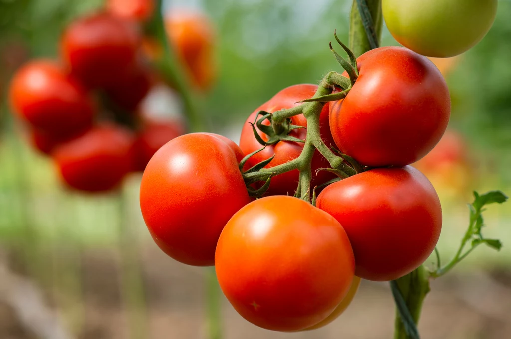 Jak zahamować zbyt bujny wzrost siewek pomidorów?