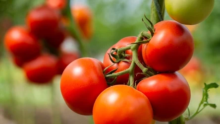 Nie wiesz, czym nawozić pomidory, aby były naturalnie słodkie? Zapomnij o cukrze, są lepsze domowe nawozy