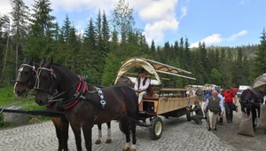 Testy hybrydowych wozów w Tatrach wstrzymane. Konie ciągną dalej