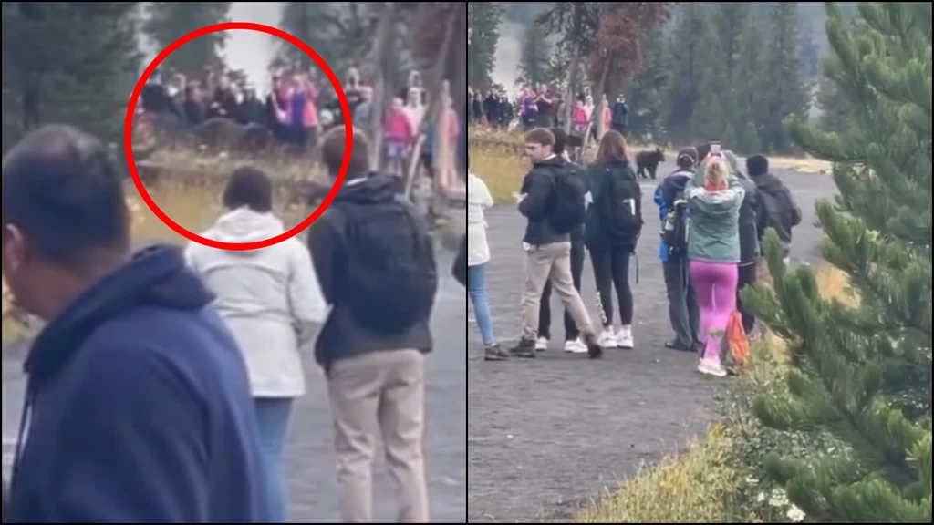 Turyści zbliżali się coraz bardziej do niedźwiedzi Turyści zbliżali się coraz bardziej do niedźwiedzi