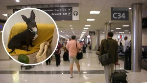 Poleciała na wakacje. Wróciła bez psa