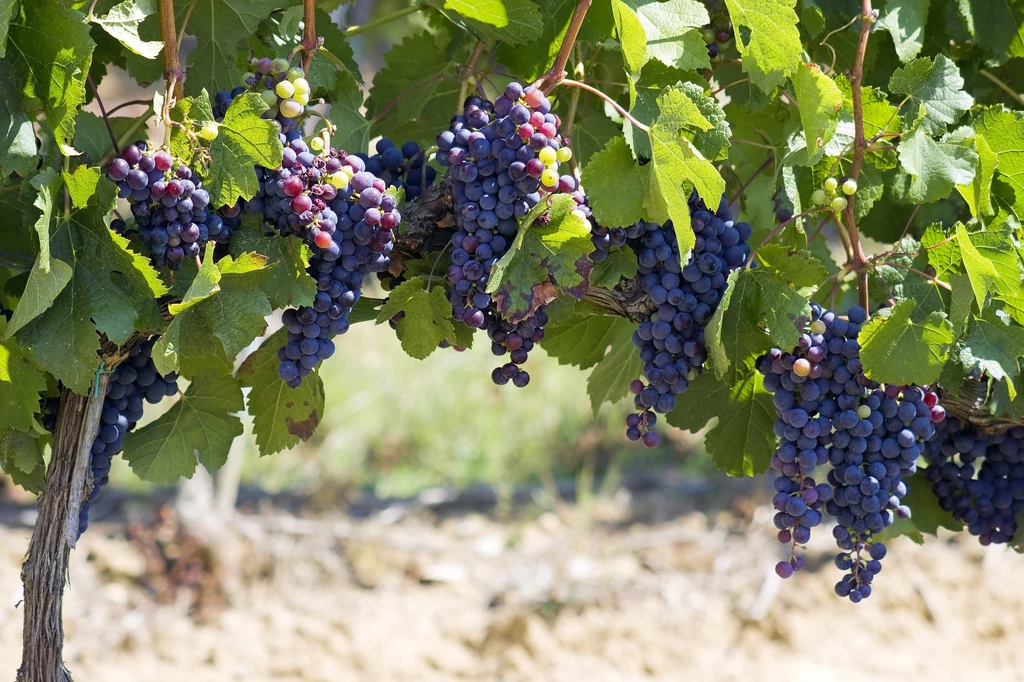 Rząd Francji chce pomóc rolnikom, którzy produkują nadwyżki wina