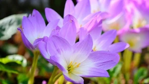 To najpiękniejsze jesienne kwiaty do ogrodu. Są mrozoodporne i kwitną jak marzenie!