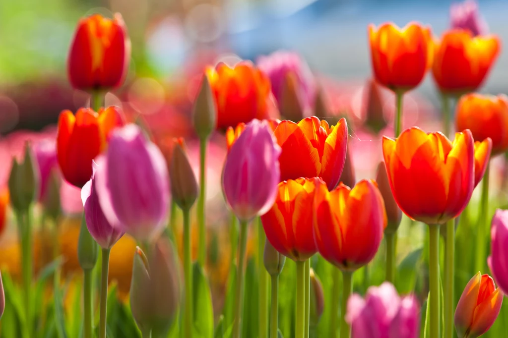 Kiedy sadzić tulipany? Odpowiedź nie jest taka łatwa