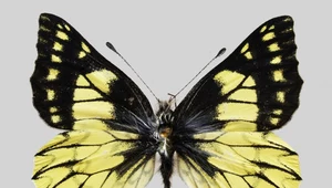 Polacy pomogli odkryć nowy gatunek motyla. Nazwano go na cześć Kopernika