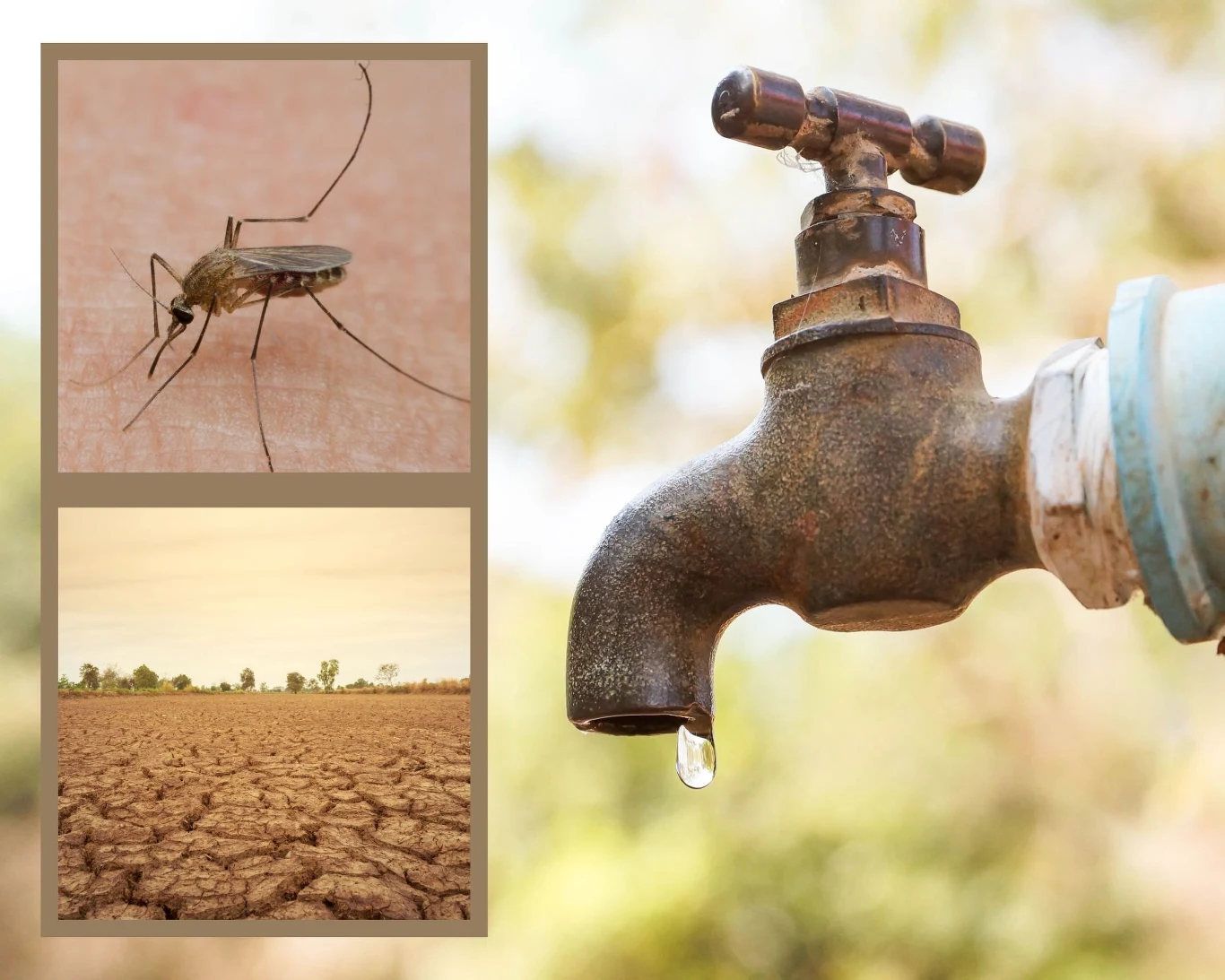 Dlaczego komarów jest mało? Zmiany klimatyczne i niesprzyjająca pogoda wpłynęły na zmniejszenie ich populacji w tym roku. Komary są jednak ważne dla ekosystemu. Dlaczego komarów jest mało? Zmiany klimatyczne i niesprzyjająca pogoda wpłynęły na zmniejszenie ich populacji w tym roku. Komary są jednak ważne dla ekosystemu.