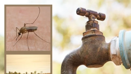 Dlaczego komarów jest mało? Zmiany klimatyczne i niesprzyjająca pogoda wpłynęły na zmniejszenie ich populacji w tym roku. Komary są jednak ważne dla ekosystemu.