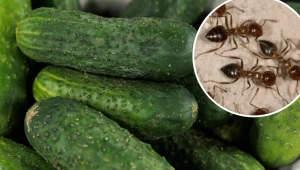 Już nigdy nie wyrzucisz skórek z ogórków. Wyplenią brud i przepędzą mrówki z domu