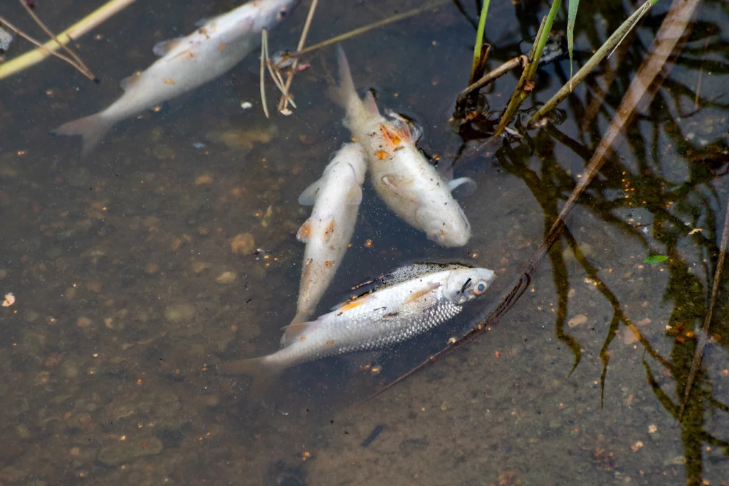 Z zalewu Jeżewo wyłowiono już tysiące martwych ryb