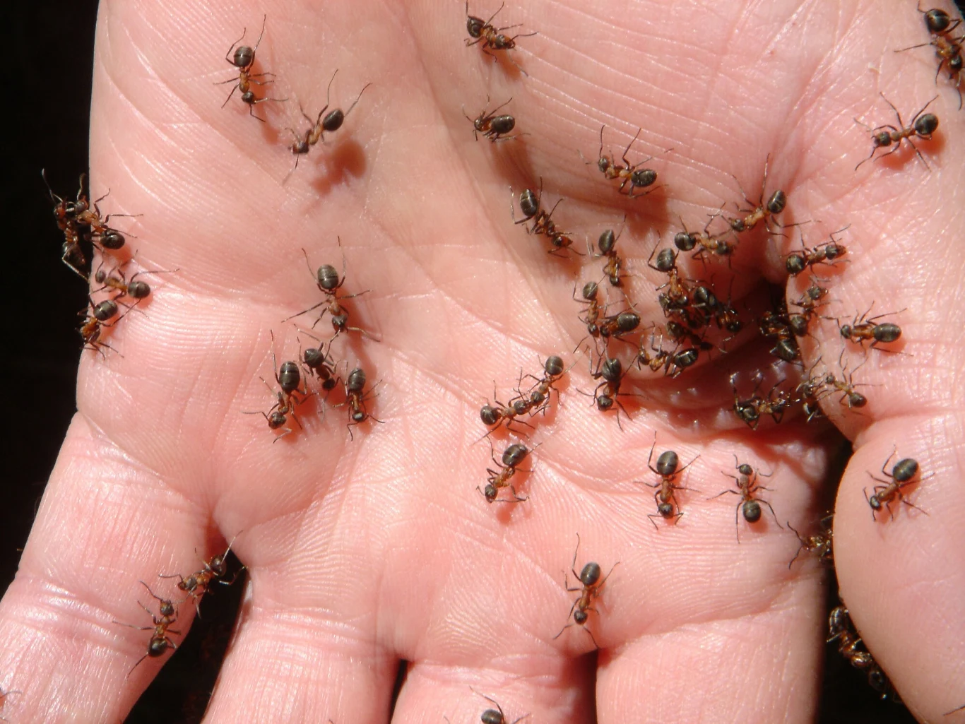 Obierki z ogórka szybko rozwiążą problem mrówek w twoim domu