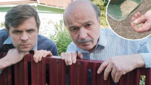Ten zabieg musisz wykonać we wrześniu. Trawnika pozazdrości ci całe osiedle