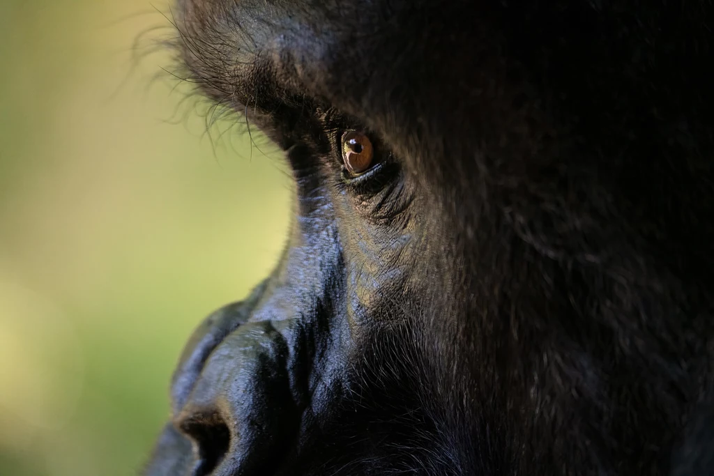 Wielkie małpy nie mają odporności na pospolite choroby człowieka