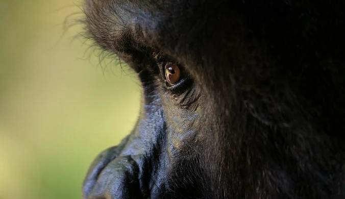 Zwiedzający warszawskie zoo rzucali czymś w goryle (zdj. ilustracyjne)