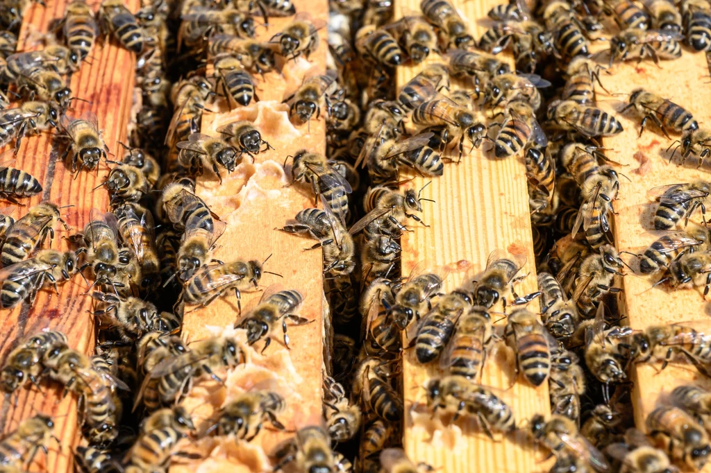 5 mln pszczół wypadło z ciężarówki w regionie Ontario