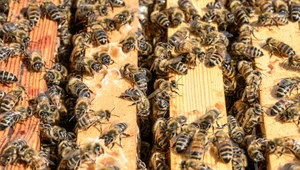 Nieszczęśliwy wypadek tira w Ontario. 5 mln pszczół wypadło z ciężarówki