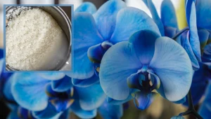 Podlej tym storczyka, a wybuchnie nowymi kwiatami. Lepszej darmowej odżywki nie znajdziesz