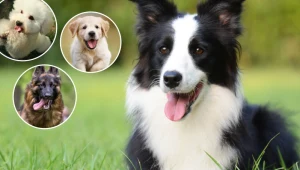 To 15 najmądrzejszych ras psów. Na czele rankingu zaskakujący zwycięzca