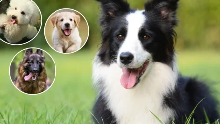 Mądre rasy psów. Amerykańscy naukowcy stworzyli ranking najinteligentniejszych pupili