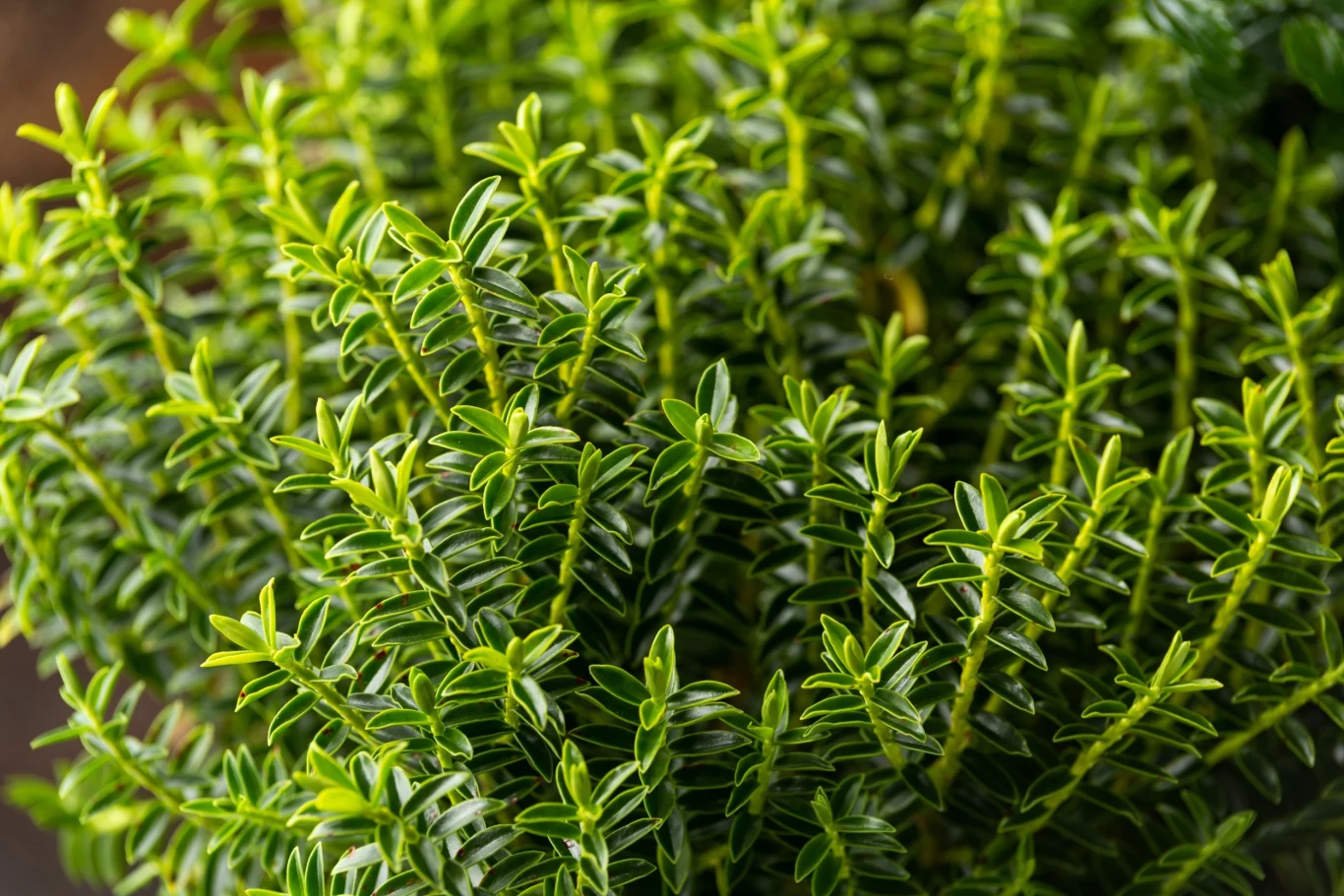 Hebe to roślina zimozielona