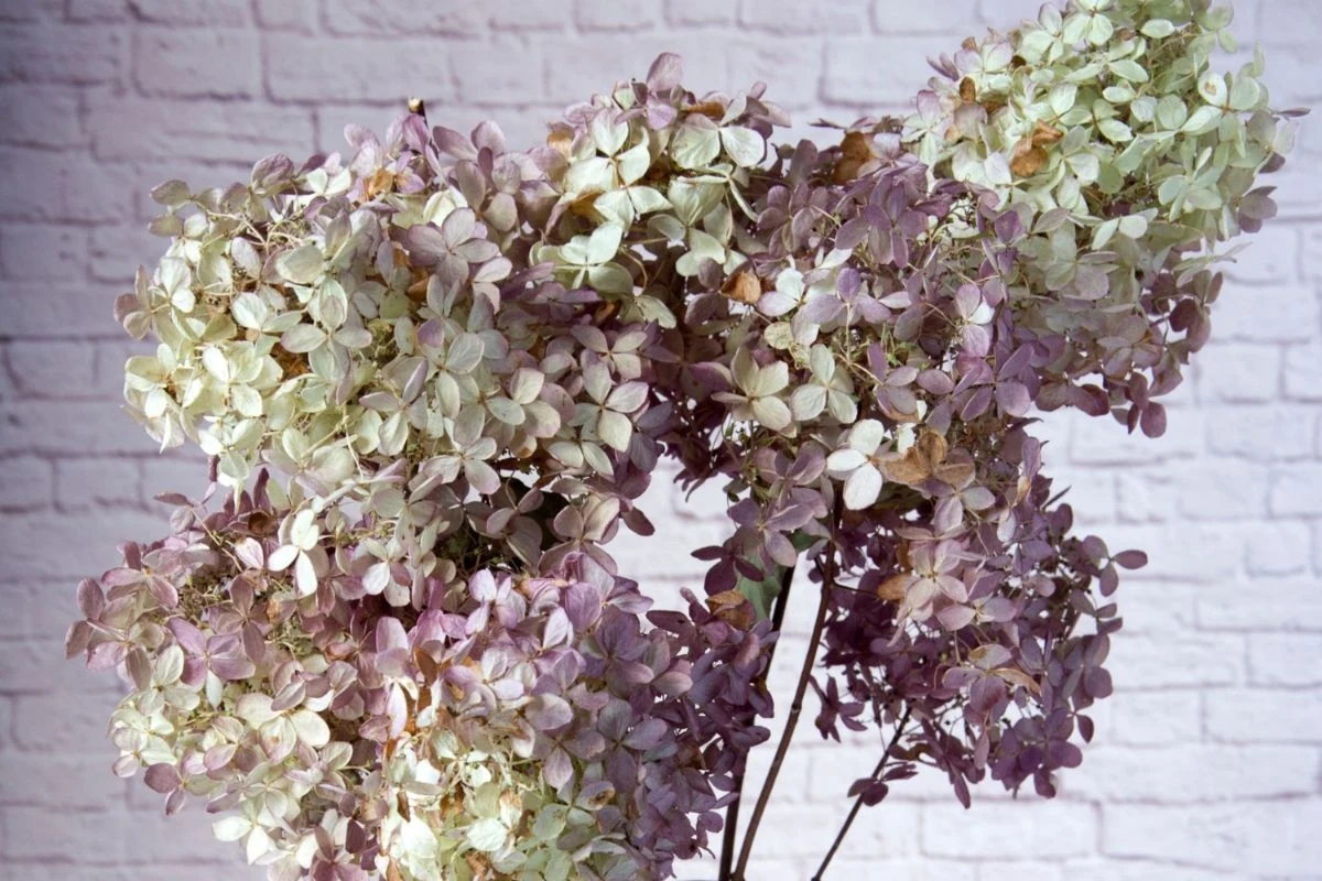 Nie podoba ci się, że suszone hortensje wyglądają w ten sposób? Spryskaj je lakierem
