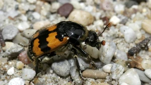 Grabarz pospolity. Owad wielkości szerszenia, który może zakopać zwłoki gryzonia