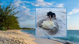 Rodzina wypoczywająca na Kajmanach uratowała żółwia morskiego