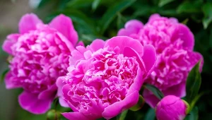 Piwonie marnie kwitną? Zmień jedną rzecz, a za rok obsypią się morzem kwiatów