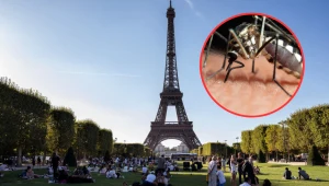 Paryż walczy z komarami tygrysimi. Władze obawiają się chorób