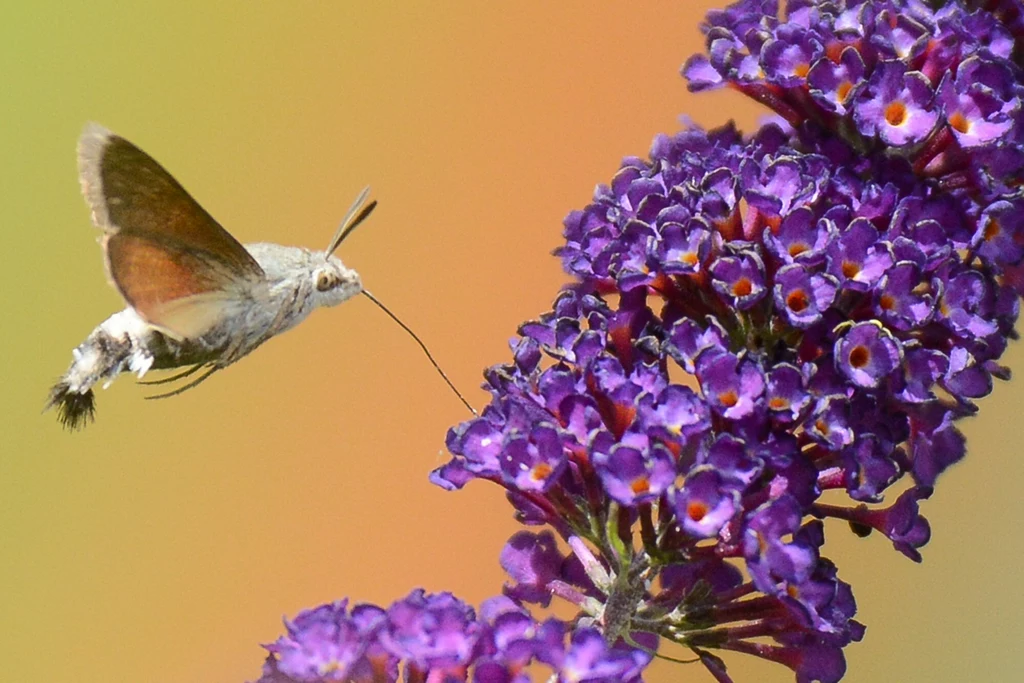 Fruczak gołąbek, nazywany polskim kolibrem, spija nektar z kwiatów budlei. 