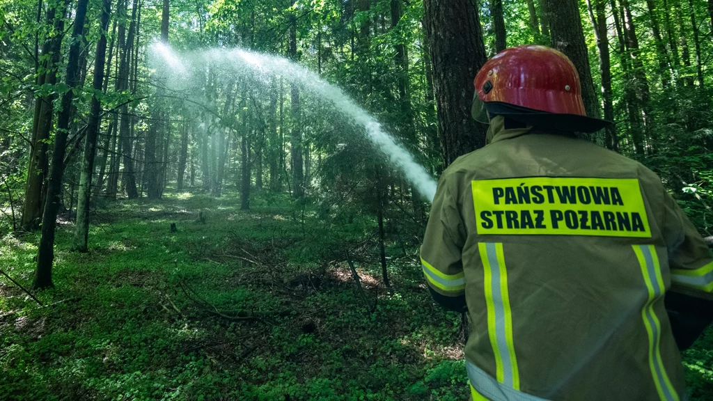 W Puszczy Białowieskiej regularnie wybuchają pożary. W tym roku było ich już 17. To duże wyzwanie dla leśników i straży pożarnej. Możliwe, że ostatnie pożary to celowe podpalenia