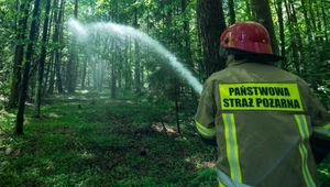 Plaga pożarów w Puszczy Białowieskiej. "Ktoś celowo podłożył ogień"
