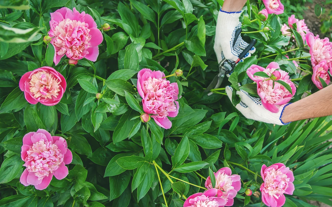 Jak dbać o piwonie? Trzeba je regularnie podlewać, przycinać i okrywać na zimę