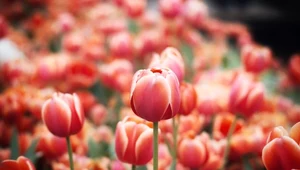 Kiedy sadzić tulipany? Potrzebują zimy, żeby pięknie zakwitnąć