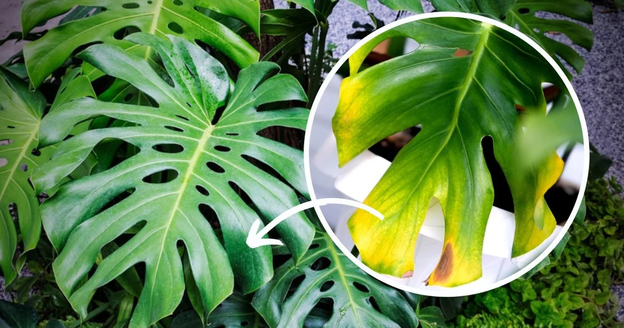 Dlaczego monstera knie? W sytuacji krytycznej wysya jeden sygna -  Kobieta w INTERIA.PL